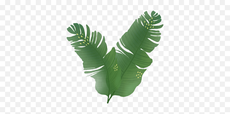 Download Leaves - Palm Tree Hd Png Download Uokplrs Sabal Palmetto,Banana Tree Png