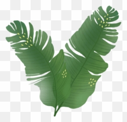 Download Leaves - Palm Tree Hd Png Download Uokplrs Sabal Palmetto,Banana Tree Png