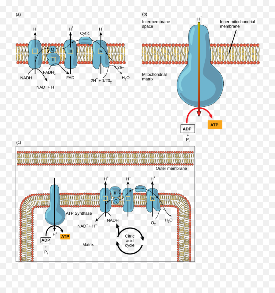 43 Citric Acid Cycle And Oxidative Phosphorylation Png Mitochondria