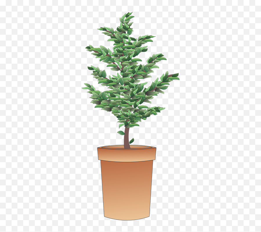 Shrub Bush Plant - Free Image On Pixabay Houseplant Png,Shrub Transparent Background