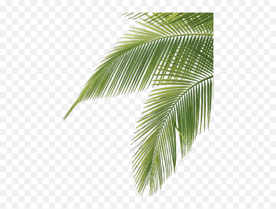 Palmtree Cute Aesthetic Leaves Tropical - Palm Tree Leaves Png,Palm Tree Leaves Png