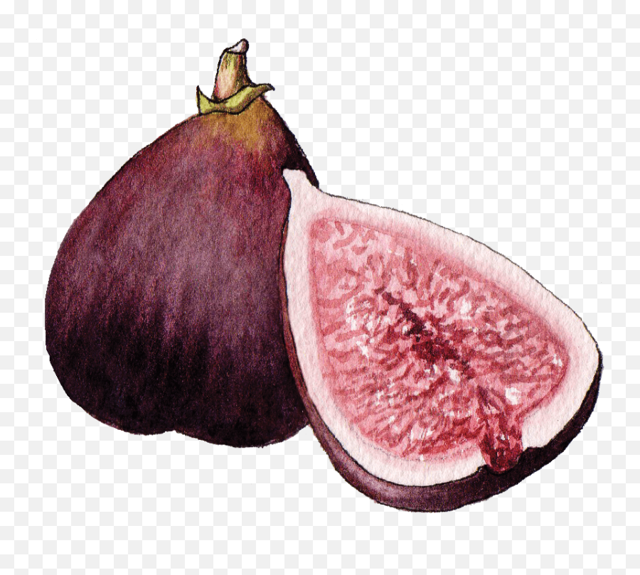 Fig - Fresh Png,Fig Png