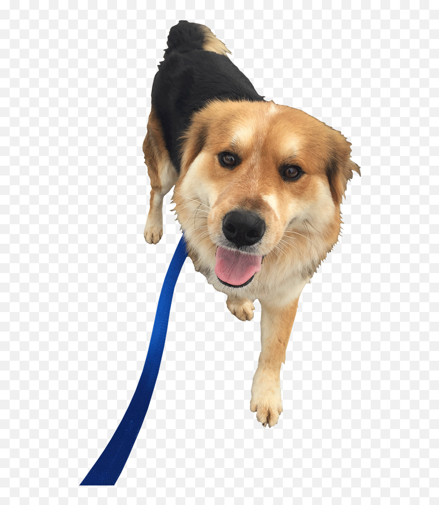 Download Dog Walking Png Image With - Walking Dog Transparent Background,Dog Walking Png