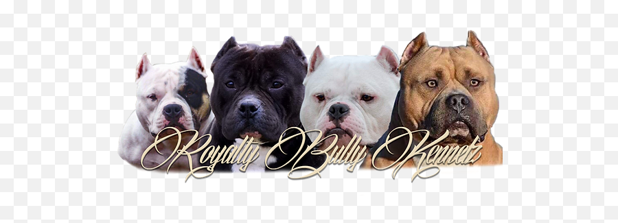 American Bully Kennel - Collar Png,American Bully Logo
