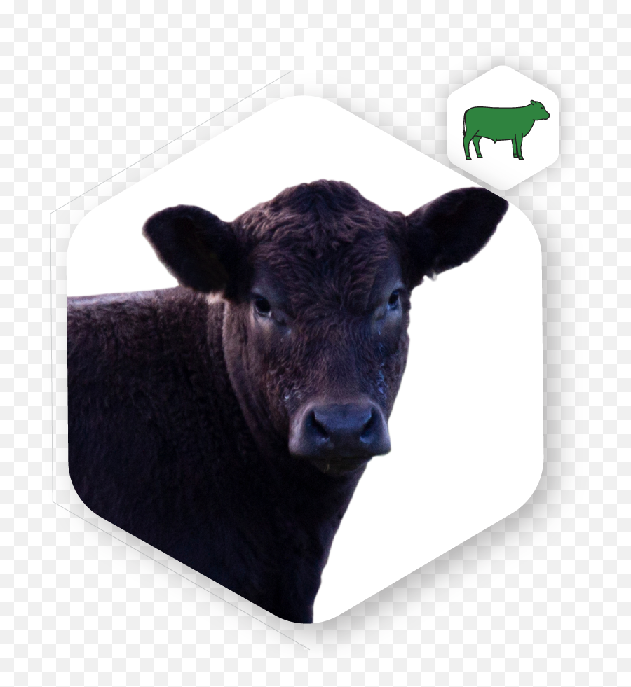 Beef - Cow Png,Cow Icon