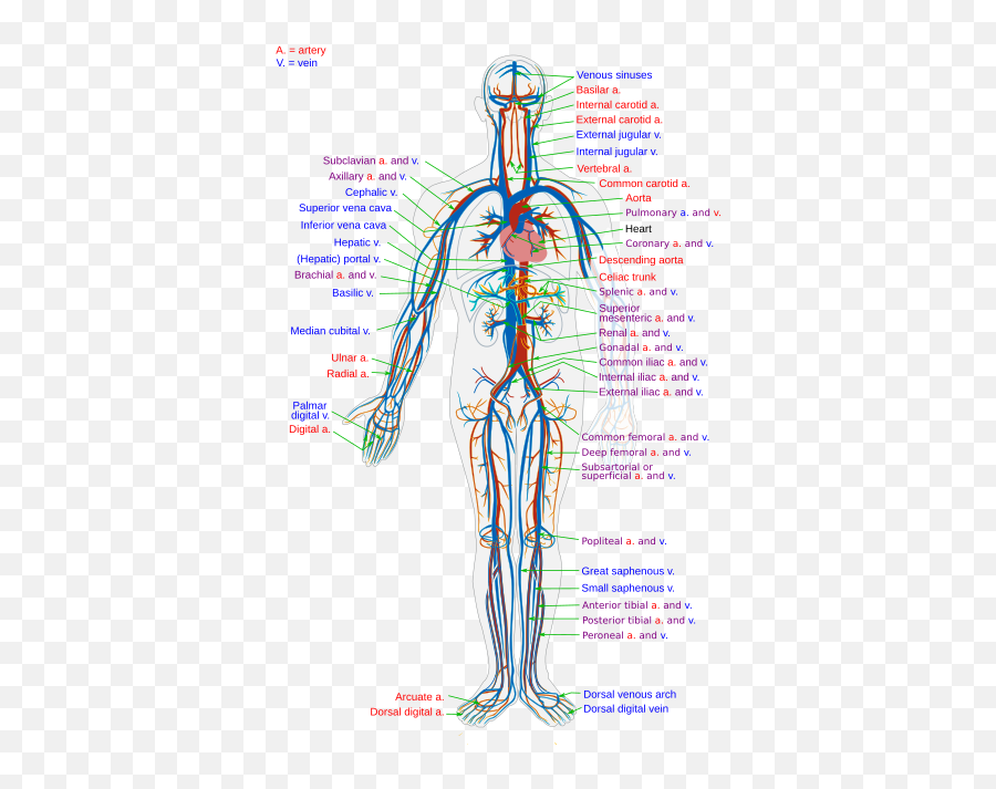Scholars Online Biology The Circulatory System - Circulatory System Png,Blood Circulation Icon