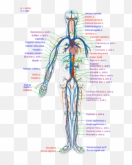 Scholars Online Biology The Circulatory System - png
