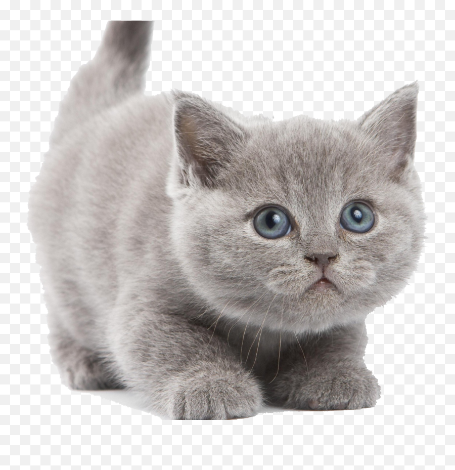 Hq Kitten Png Transparent Kittenpng Images Pluspng - Kitten Png,Cat With Transparent Background