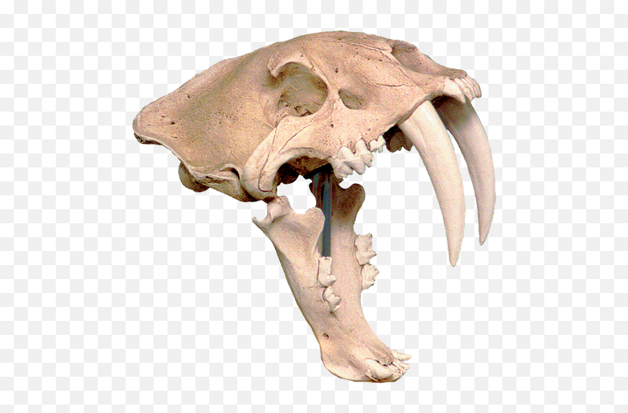 Skull Duggery Museum Quality Replicas - Replica Sabertooth Tiger Skull Png,Icon Scull