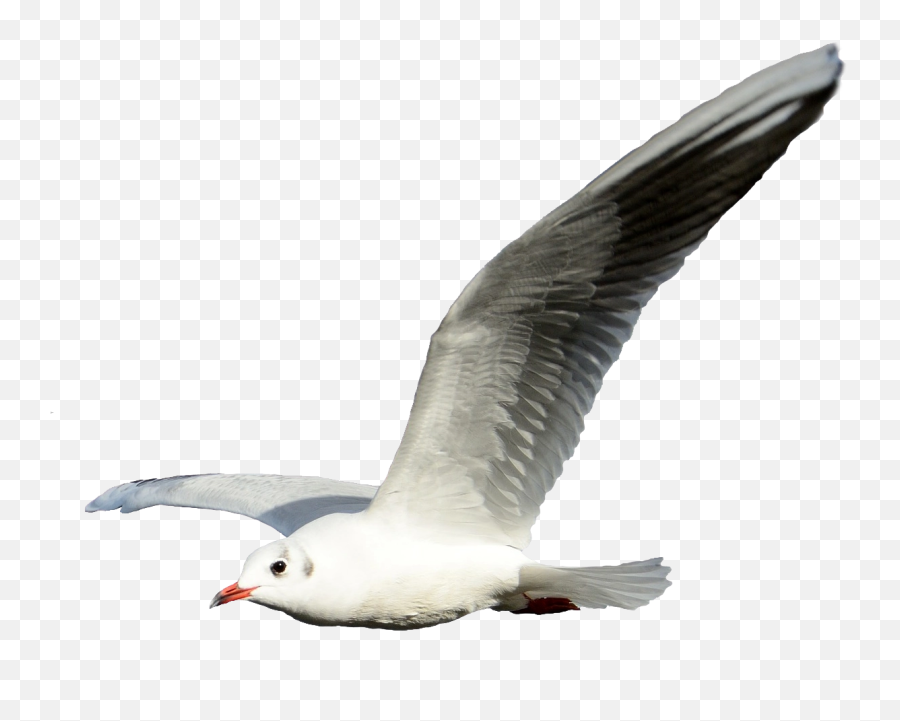 Hungry - Transparent Background Seagull Png,Seagull Png