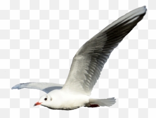 Hungry - Transparent Background Seagull Png,Seagull Png
