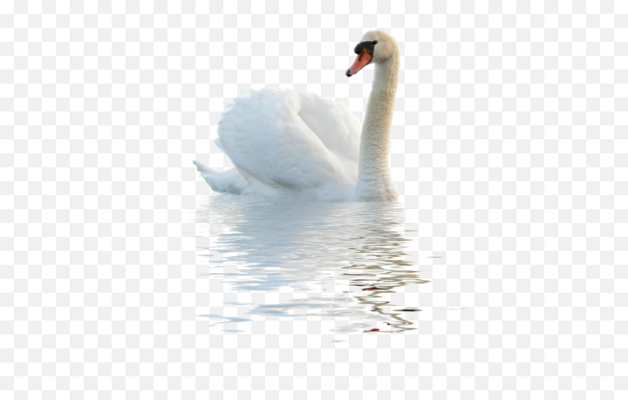 Swan Png Image - Duck In Water Png,Swan Png