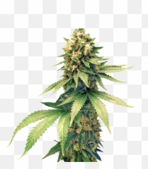 Cannabis Png - Weed Plant Transparent Background,Weed Transparent Background