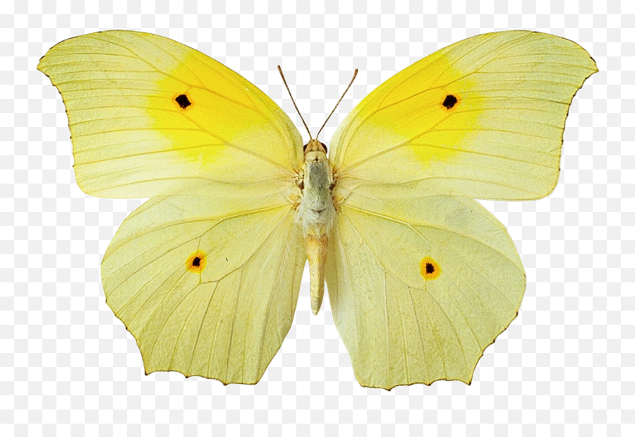 Wallpaper Collection For Your Computer And Mobile Phones - Transparent Background Yellow Butterfly Png,Butterflies Transparent Background