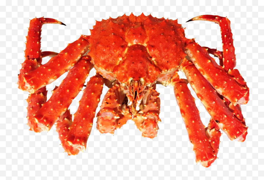 Download King Crab - Live Kingcrab Full Size Png Image King Crab Png,Crab Transparent Background