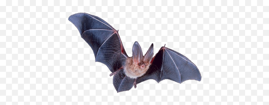 Bat Png - Big Eared Bat Png,Bat Transparent Background