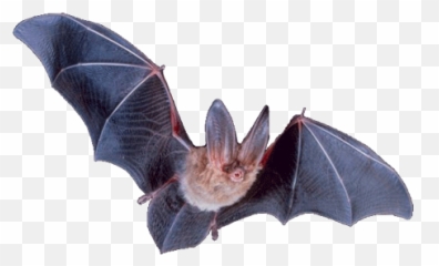 Bat Png - Big Eared Png