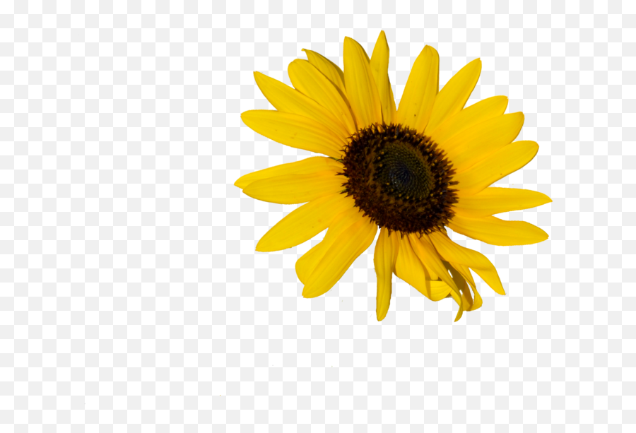 Yellow Flower Doodle Png Download - Sunflower Png Sunflower Png,Sun Flower Png