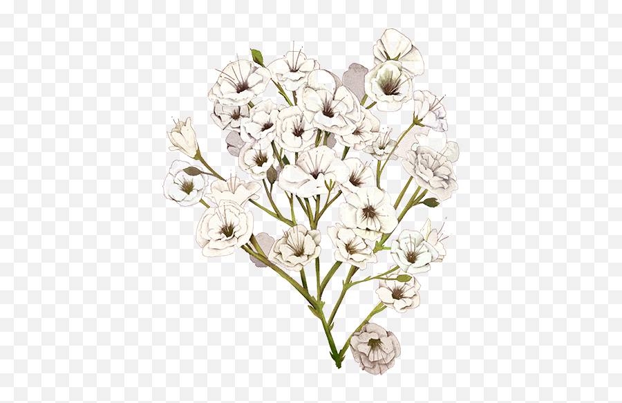 Image Result For Babys Breath Png - Breath Flower Illustration,Baby's Breath Png