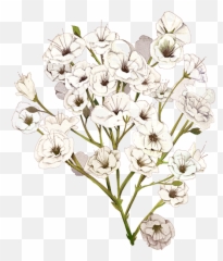Image Result For Babys Breath Png - Breath Flower Illustration,Baby's Breath Png