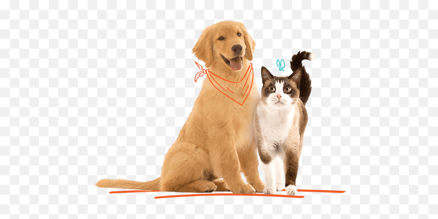 Gatos Max Total Alimentos - Perros Max Png,Cachorro Png