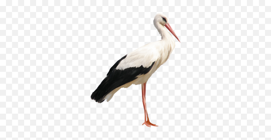 Stork Png Images - Stork Png,Stork Png