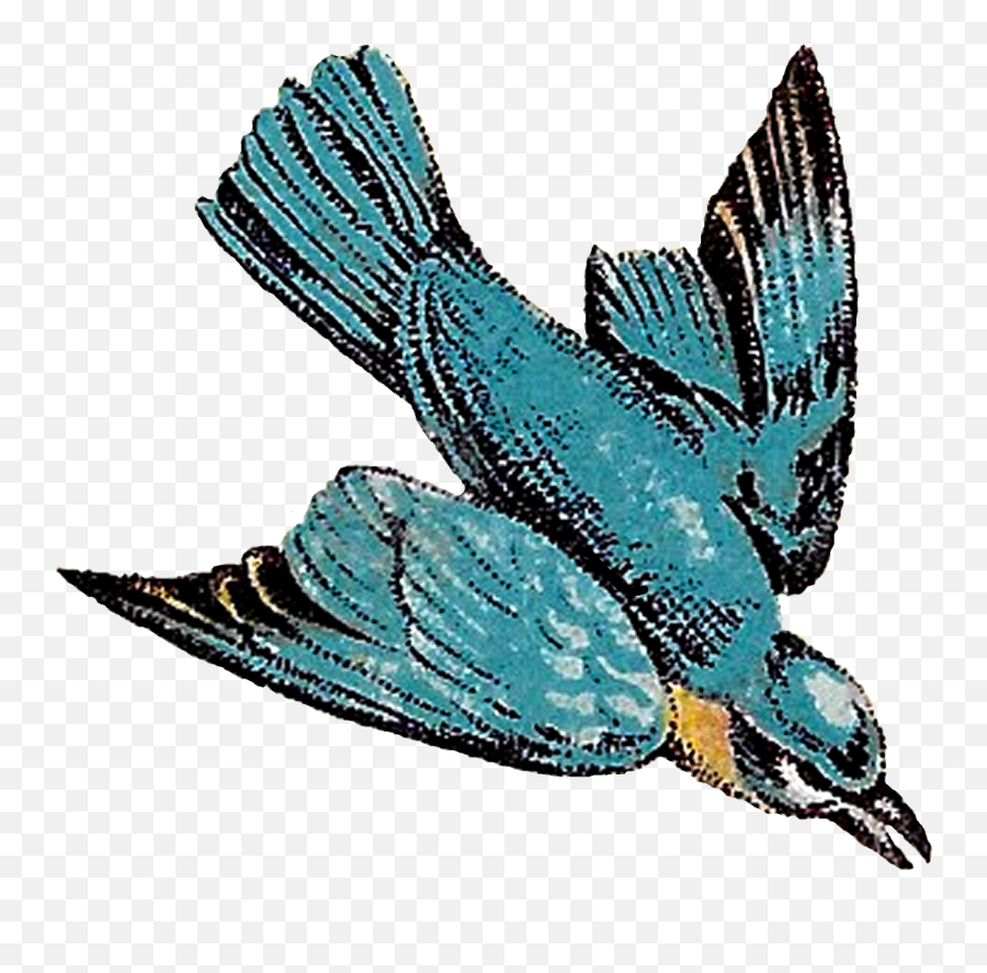 Antique Images Flying Birds Drawings Blue Jay Artwork - Vintage Bird Flying Illustration Png,Blue Jay Png