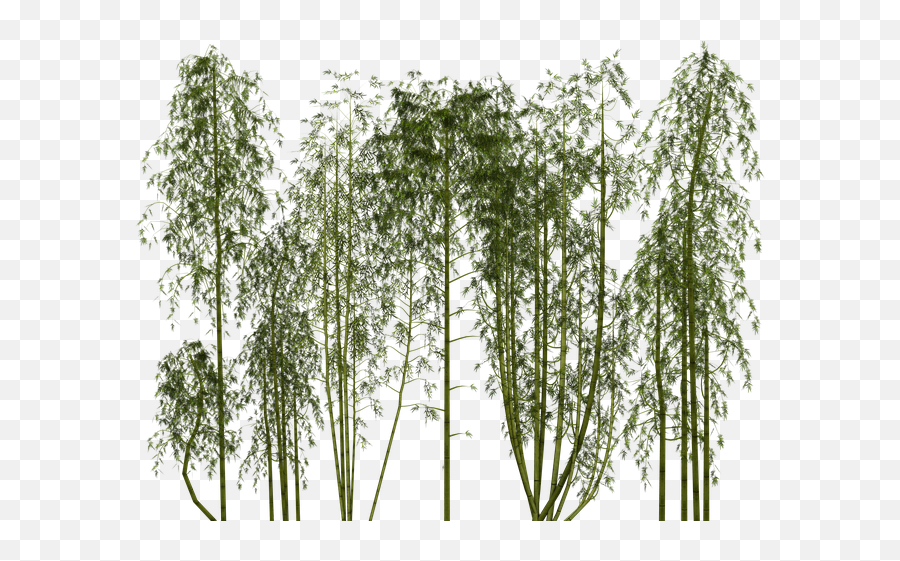 Bamboo Png Tree Plant Exotic - Bamboo Png,Plant Transparent Background
