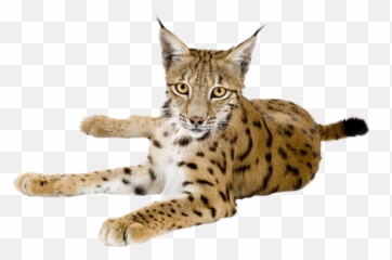 Web Icons Png - Lynx Sur Fond Transparent,Lynx Png