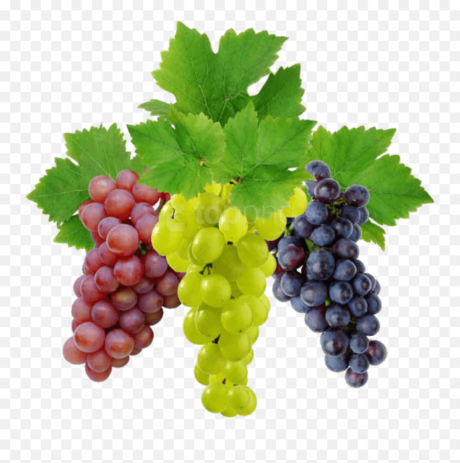 Grape Png Image Download Free Picture - Grapes Png,Grape Png