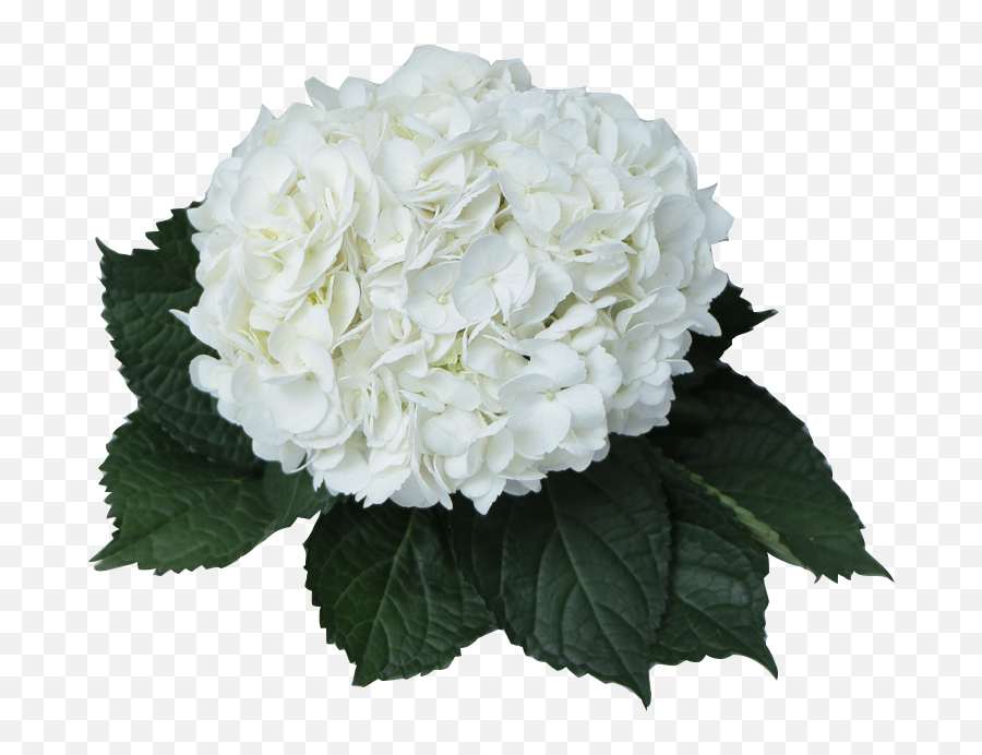 Hydrangea Transparent White Picture 1105508 - Hydrangea Flower White Png,Hydrangea Png