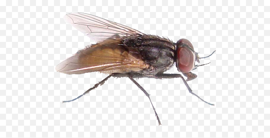 Download Fly Png File - House Fly,Fly Png