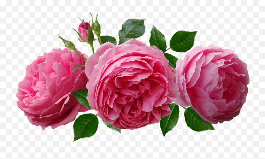 Roses Pink Fragrant - Rosas Png,Rosas Png