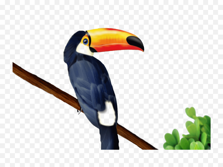 Download Hd Go To Image - Toucan Png Transparent Png Image Vector Toucan,Toucan Png