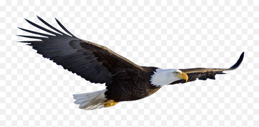 Transparent Background Eagle Png - Aguila En Vuelo Png,American Flag Eagle Png