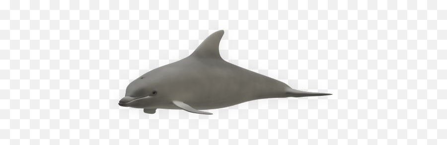 Dolphin 3d - Content Classconnect Common Bottlenose Dolphin Png,Dolphin Icon
