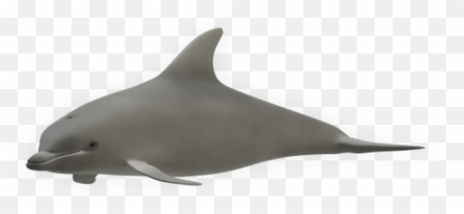 Dolphin 3d - Content ClassConnect Common Bottlenose png