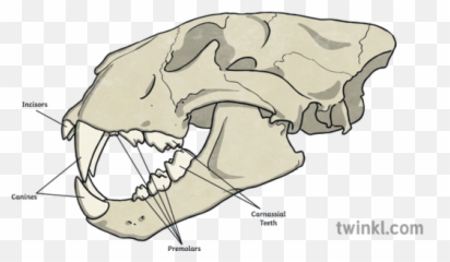 Teeth Diagram Animal Science Ks2 - Lion Skull Teeth Png,Aniami Teeth Icon