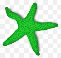 Download - Starfishpngtransparentimagestransparent Starfish Clip Art Png,Starfish Transparent
