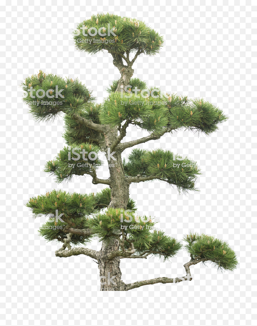 Index Of Wp - Contentuploadsbackup201907 Pond Pine Png,Bonsai Tree Png