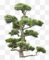Index Of Wp - Contentuploadsbackup201907 Pond Pine Png,Bonsai Tree Png