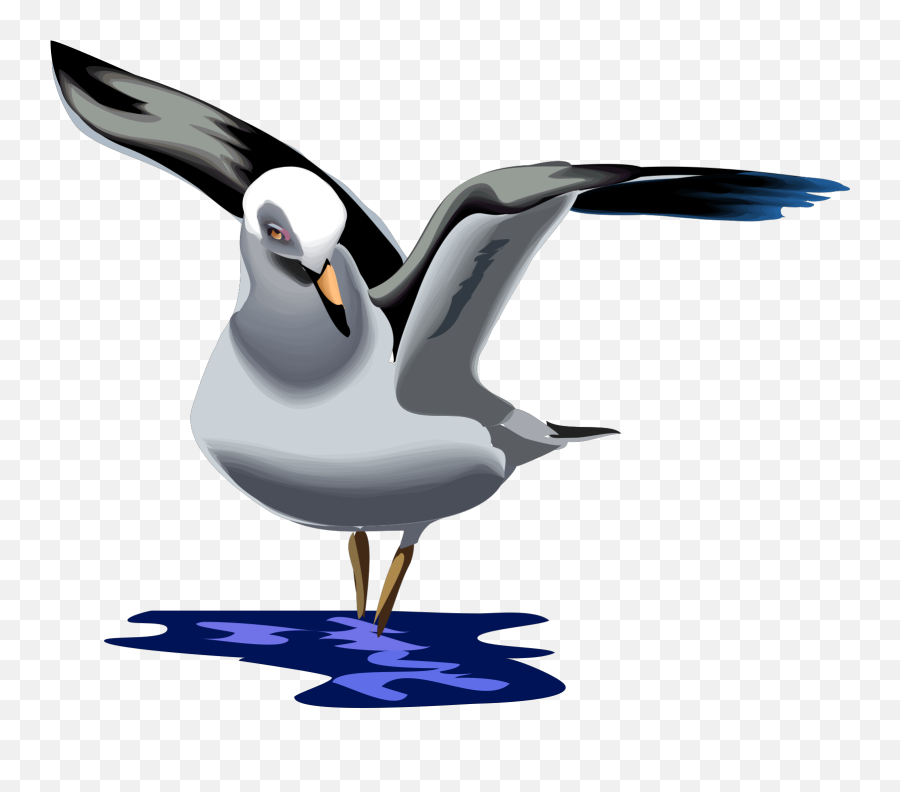 Seagull Gull Sea - Clipart Gabbiano Png,Seagull Png