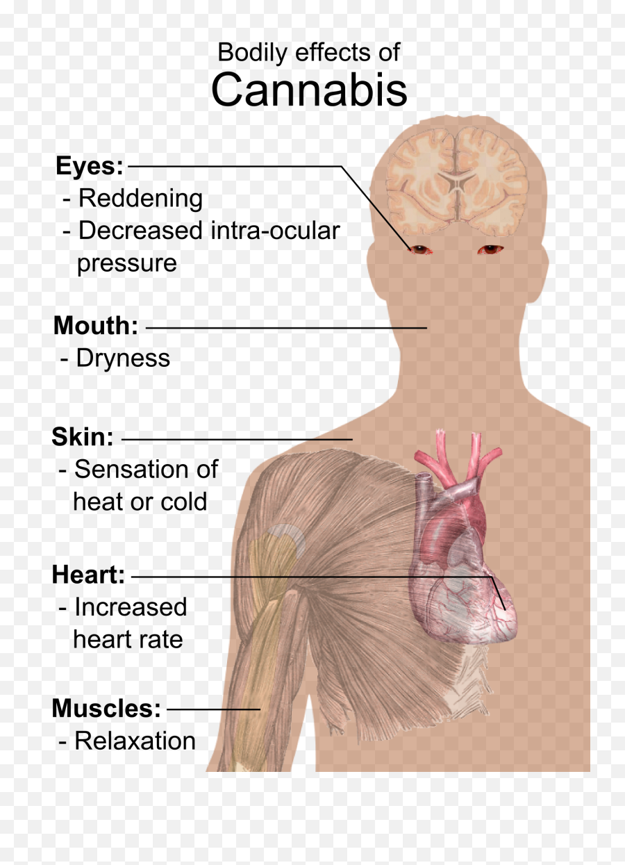 Filebodily Effects Of Cannabissvg - Wikimedia Commons Side Effects Of Cannabis Png,Marijuana Transparent