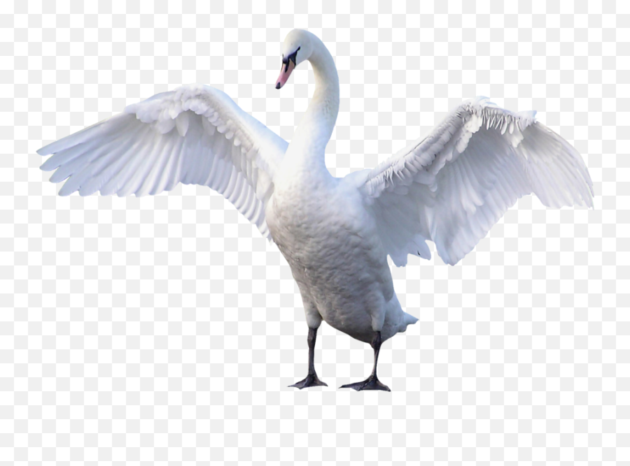 Swan Transparent - Swan Png Transparent,Swan Png