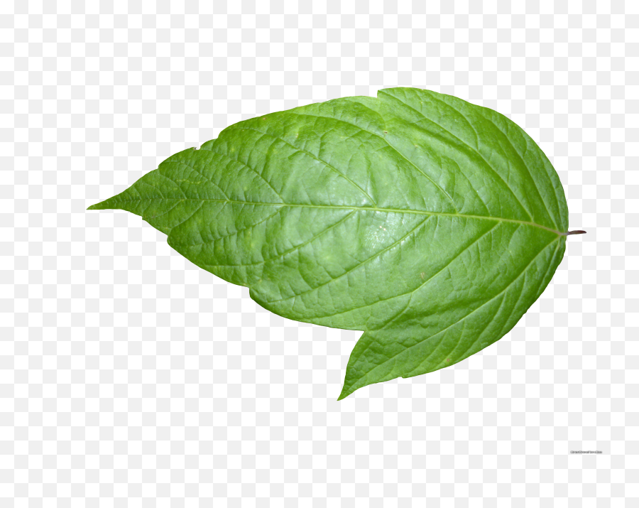 Weed Leaf Transparent Background - Real Leaf Transparent Background Png,Weed Transparent Background