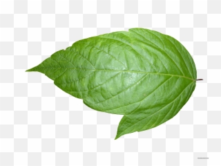 Weed Leaf Transparent Background - Real Leaf Transparent Background Png,Weed Transparent Background