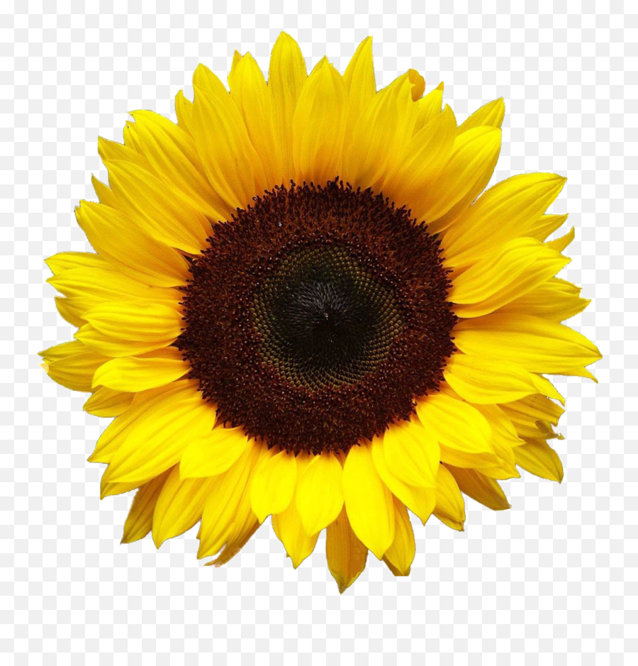 November Clipart Sunflower - Sunflower Png,Watercolor Sunflower Png
