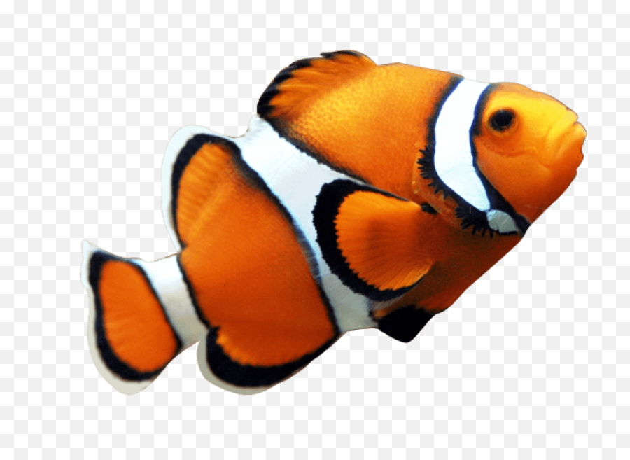 Ocean Fish Png 4 Image - Clownfish Png,Ocean Transparent Background