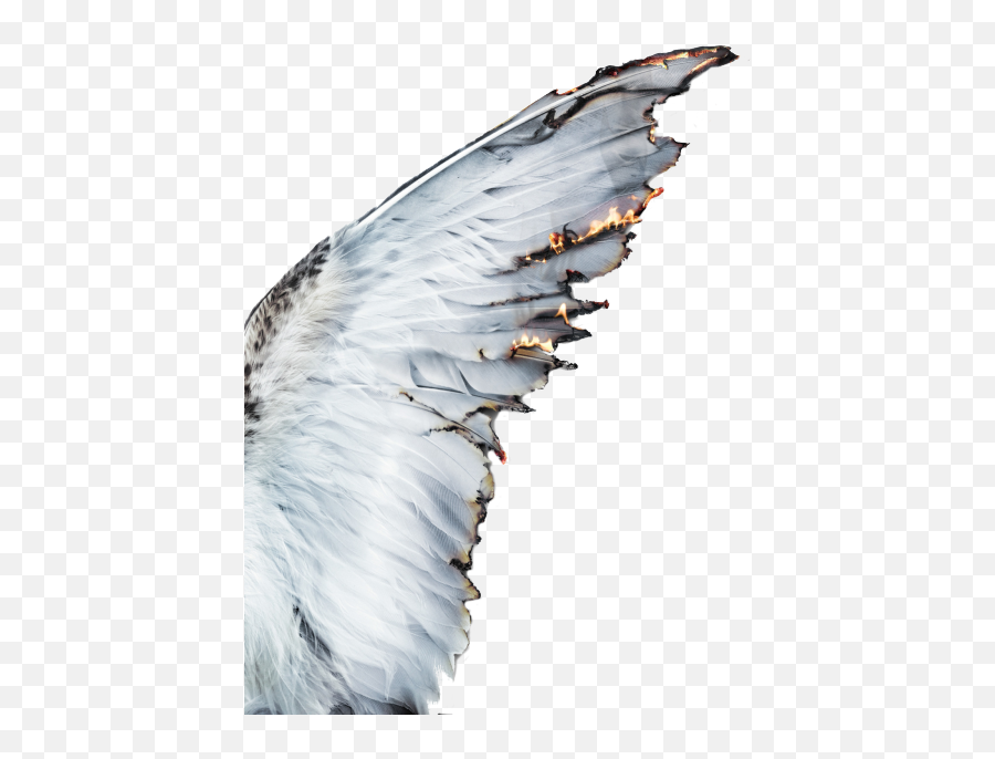 Download Hd The Gallery For U003e White Angel Wings - Angel Angel Wings Aesthetic Png,White Angel Wings Png