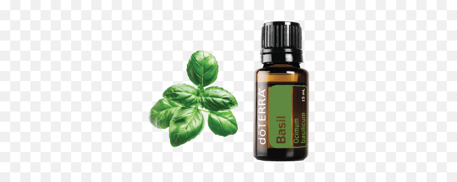 Basil U2013 Essential Oils And Yoga - Doterra Basil Essential Oil Png,Basil Png